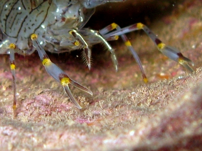 Differenze tra Palaemon serratus e Palaemon elegans